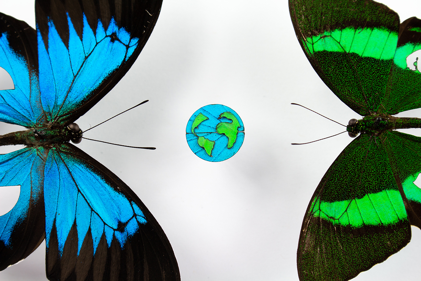 Greta taxidermy artwork closeup image, showing two real butterflies cut into planet earth