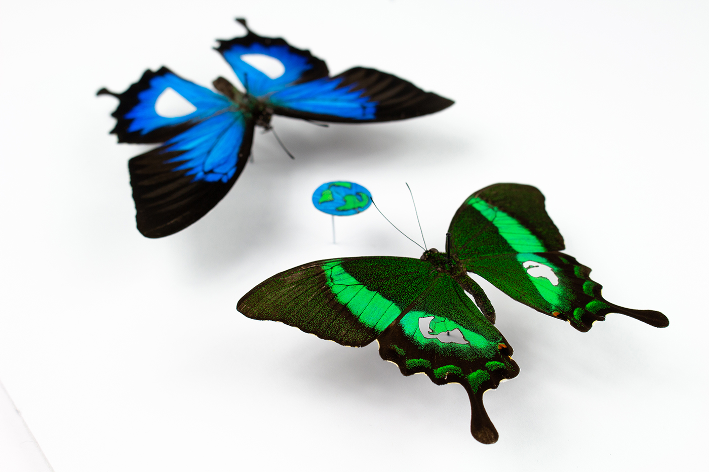 Greta taxidermy artwork, showing two real butterflies cut into planet earth
