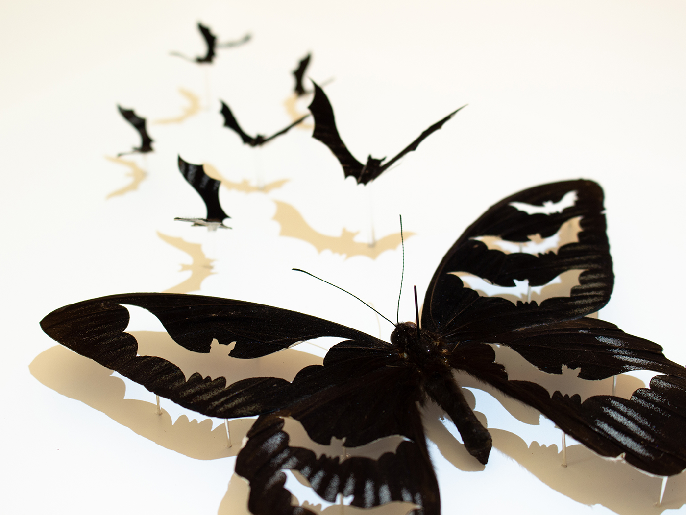 Metamorphosis taxidermy artwork, closeup image of butterfly cut into bats