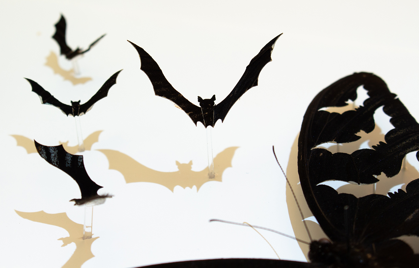 Metamorphosis taxidermy artwork, closeup image of bats