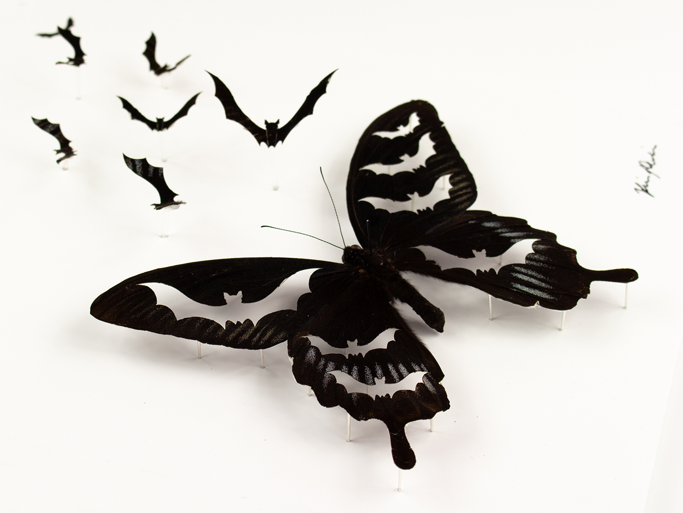 Metamorphosis taxidermy artwork, closeup image of butterfly cut into bats