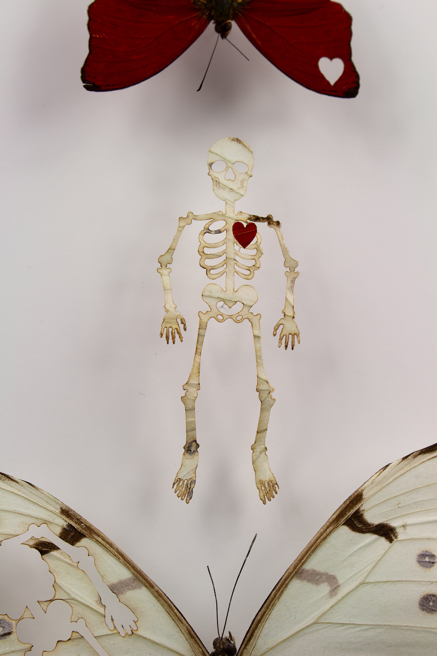 Sphenoid is a framed artwork by Fiona Parkinson, image shows skeleton cut from butterfly with red heart