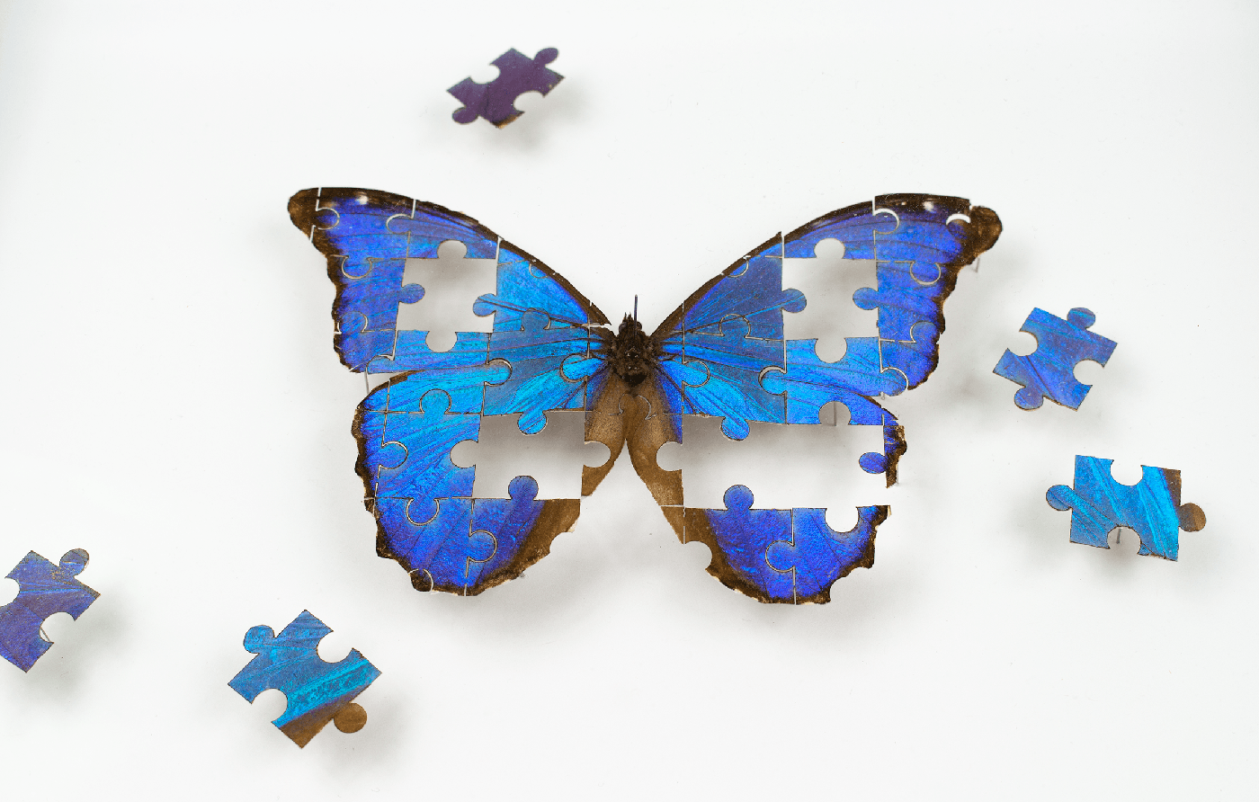 The Puzzle is a framed artwork by Fiona Parkinson, a taxidermy Blue Morpho cut into jigsaw puzzle
