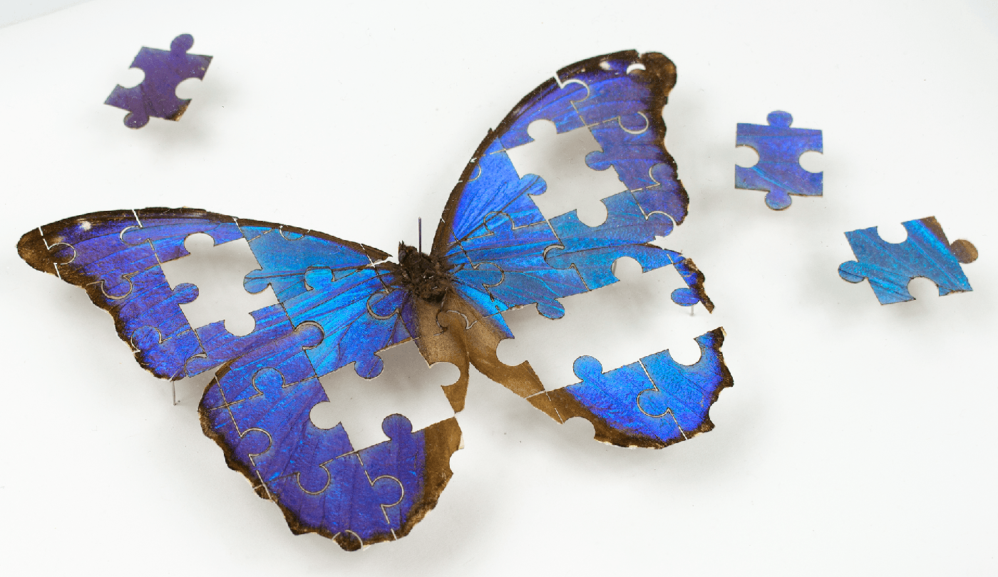 Framed taxidermy artwork The Puzzle by Fiona Parkinson, a beautiful Blue Morpho cut into jigsaw puzzle