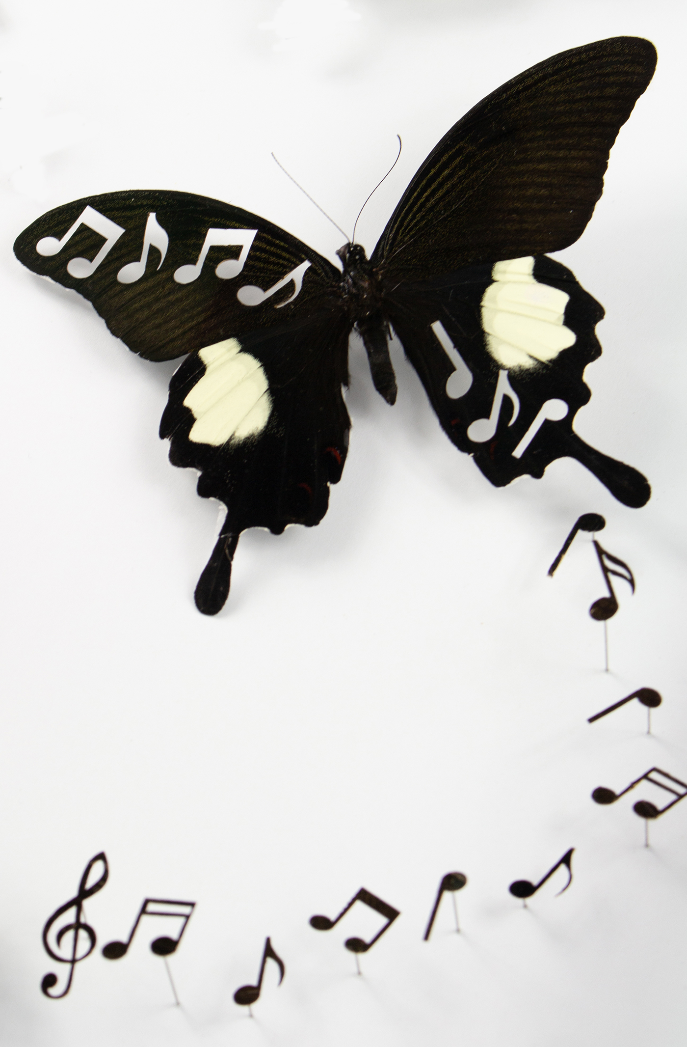 Vanitas 1 taxidermy piece by Fiona Parkinson, three butterflies cut into a music note pattern