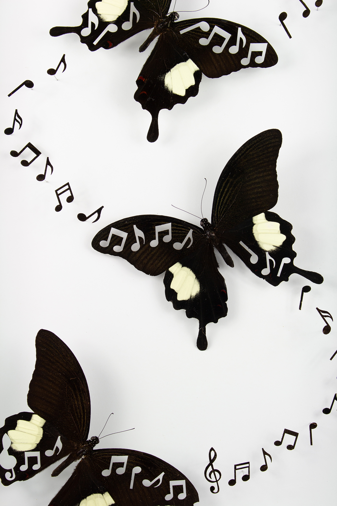 Vanitas 1 is a taxidermy artwork featuring three butterflies with music notes cut