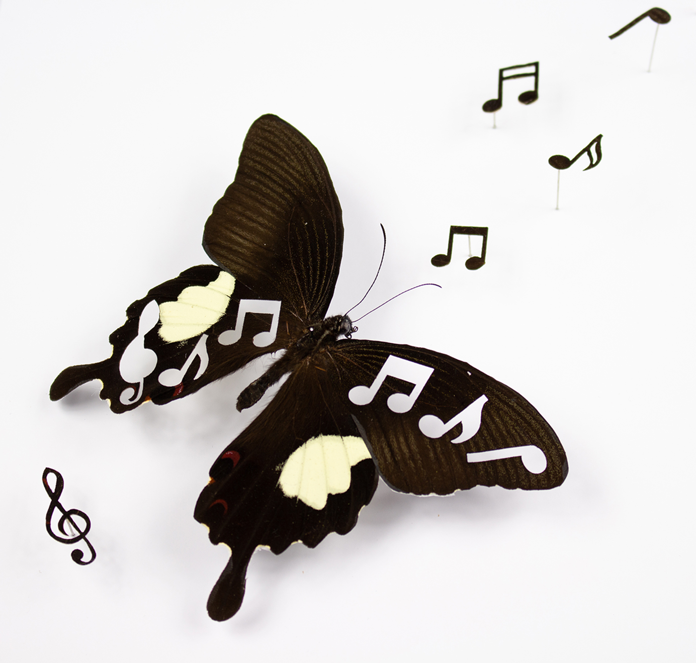 Vanitas 2, taxidermy piece featuring a black butterfly with music notes cut out