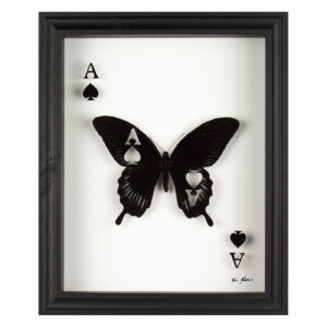 Framed artwork Chance One, taxidermy butterfly cut into and displayed as the Ace of Spades
