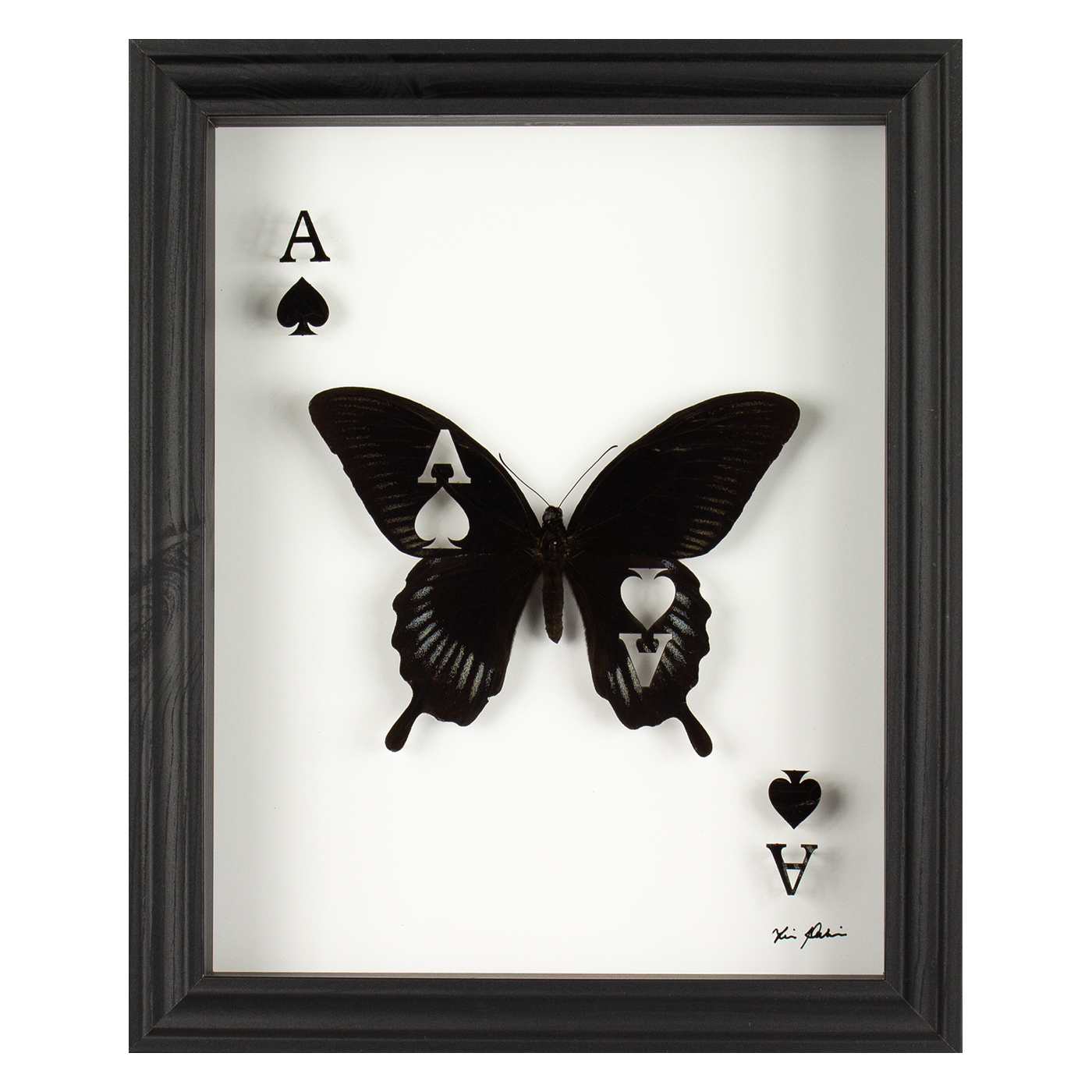 Chance One taxidermy artwork, real butterfly cut into the Ace of Spades