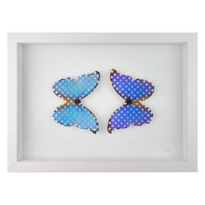 Image of the butterfly taxidermy artwork Confession, real butterflies cut into confessional mesh pattern
