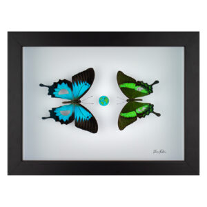 The artwork Greta, two taxidermy butterflies cut into planet earth design