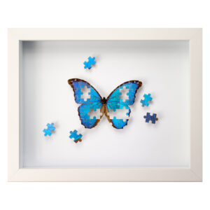 The Puzzle is a taxidermy artwork by Fiona Parkinson, the piece features a stunning blue morpho butterfly cut into a jigsaw