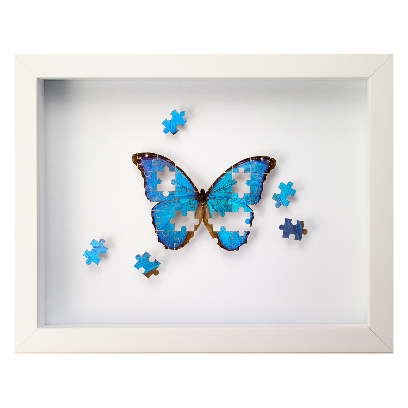 The Puzzle is a framed artwork by Fiona Parkinson, featuring a Blue Morpho cut into jigsaw puzzle