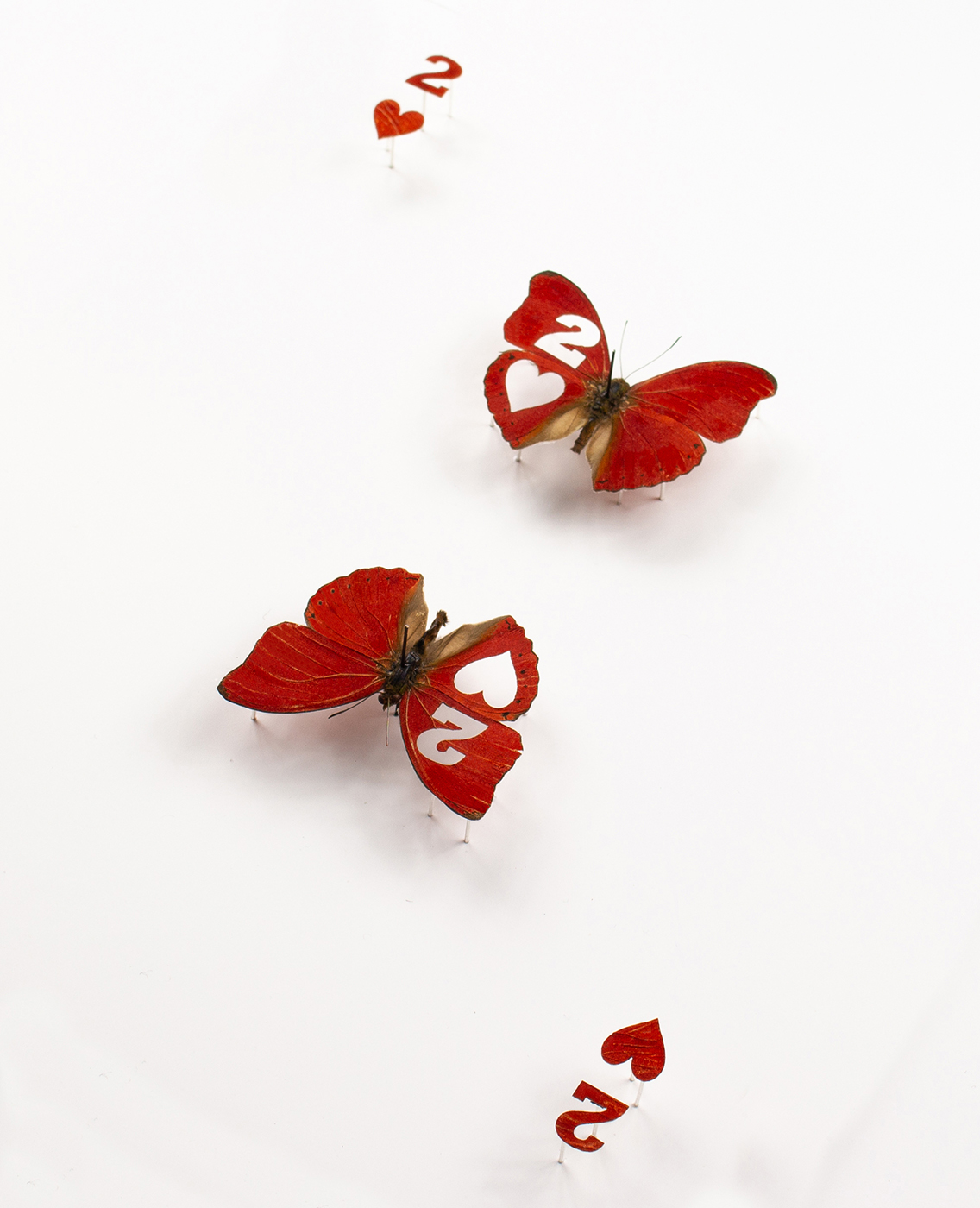 Closeup image 1 of Chance Two, real butterflies cut into the Two of Hearts