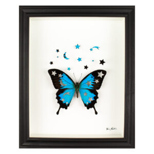 Image of the framed artwork Ziggy by Fiona Parkinson. A taxidermy piece featuring a butterfly with stars and the moon cut out.