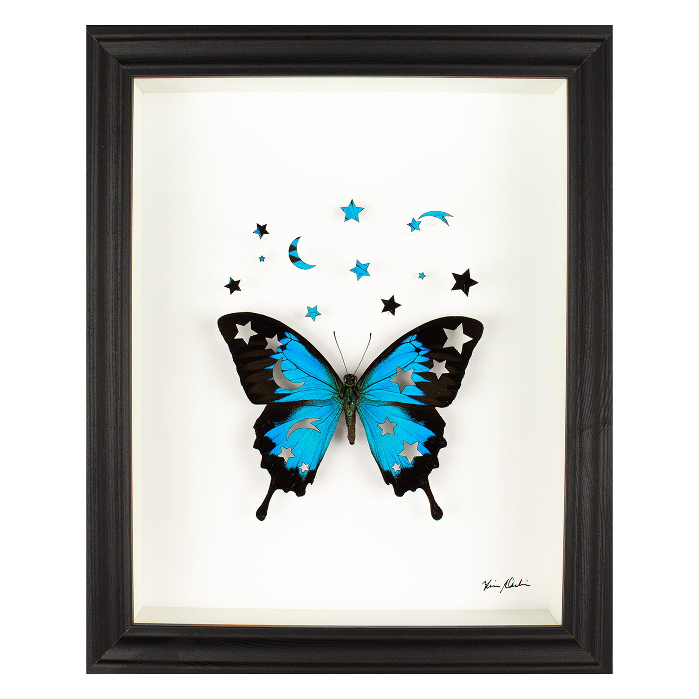 Ziggy an artwork by Fiona Parkinson made of a Papilio Ulysses butterfly