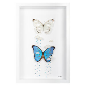 Image of the framed artwork Weathervein by Fiona Parkinson. A dissectology piece featuring a pair of Morpho butterflies with clouds and rain cut out.