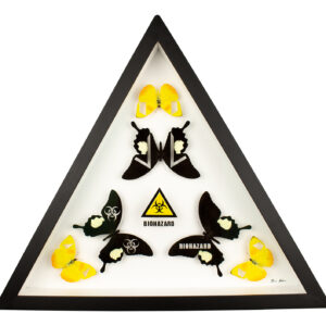An image displaying framed piece Biohazard an artwork by Fiona Parkinson featuring butterflies with wings cut to make a Biohazard sign