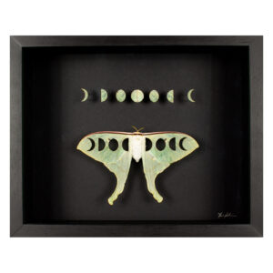 Luna by Fiona Parkinson features a Luna Moth with phases of the moon cut from the wings